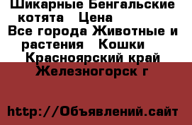 Шикарные Бенгальские котята › Цена ­ 25 000 - Все города Животные и растения » Кошки   . Красноярский край,Железногорск г.